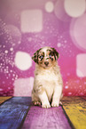 Australian Shepherd Puppy