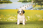 Australian Shepherd Puppy