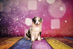 Australian Shepherd Puppy