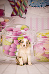 Australian Shepherd Puppy