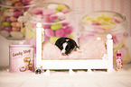 Australian Shepherd Puppy