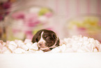 Australian Shepherd Puppy