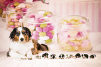 Australian Shepherd Puppy