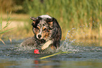 Australian Shepherd