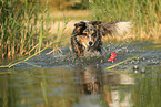 Australian Shepherd