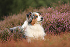 Australian Shepherd