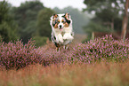 Australian Shepherd