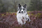 Australian Shepherd