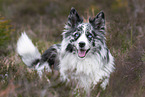 Australian Shepherd