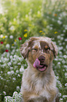 young Australian Shepherd