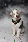 young Australian Shepherd