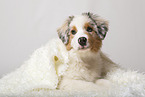 young Australian Shepherd