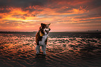 Australian Shepherd