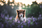 Australian Shepherd