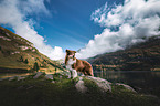 Australian Shepherd