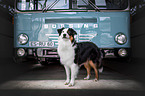 Australian Shepherd