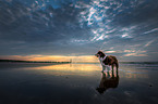 Australian Shepherd