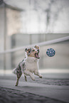 Australian Shepherd