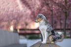 Australian Shepherd