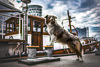 Australian Shepherd