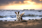 Australian Shepherd