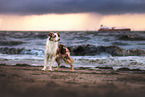 Australian Shepherd