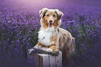 Australian Shepherd