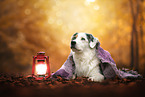 Australian Shepherd