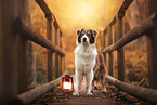 Australian Shepherd