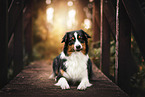 Australian Shepherd