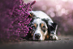 Australian Shepherd