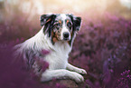 Australian Shepherd