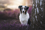 Australian Shepherd