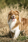 Australian Shepherd