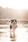 male Australian Shepherd