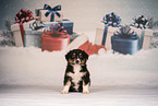 Australian Shepherd Puppy