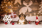 Australian Shepherd Puppy