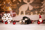 Australian Shepherd Puppy
