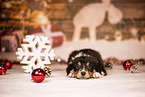 Australian Shepherd Puppy