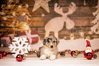 Australian Shepherd Puppy