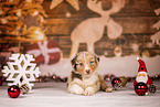 Australian Shepherd Puppy