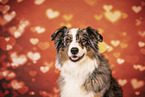 Australian Shepherd