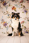 Australian Shepherd