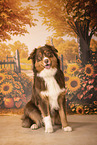 Australian Shepherd