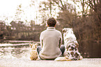 dogs
