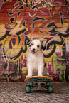 Australian Shepherd Puppy
