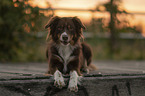 Australian Shepherd