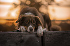 Australian Shepherd