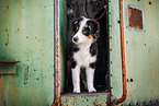 Australian Shepherd