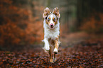 Australian Shepherd
